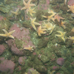 Sea floor-sized