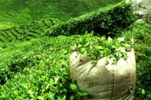 Tea bagan in India