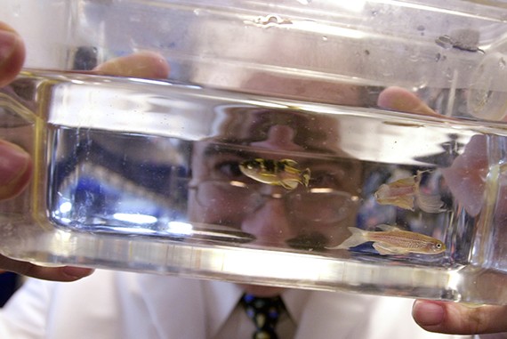 “Every so often we would see a green spot on a fish,” said Leonard Zon, director of the Stem Cell Research Program at Boston Children’s Hospital. “When we followed them, they became tumors 100 percent of the time.” Zon (pictured) has used zebrafish in other related research. File photo by Justin Ide 