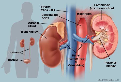 Kidney (Photo courtesy: WebMd)