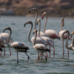 flamingos-1