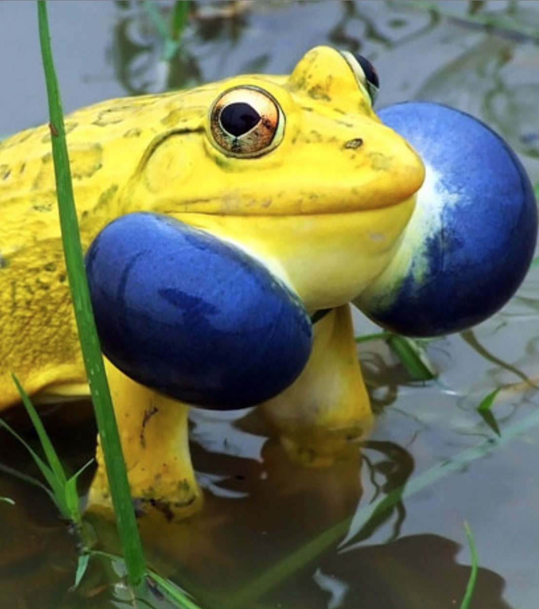 Indian Bullfrog (Photo courtesy: Maxi Sciences)