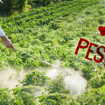 pesticide-danger-cancer