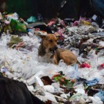 garbage-dog