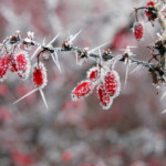 Red berries covered with frost