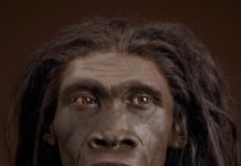 Why Homo Erectus went extinct: Laziness