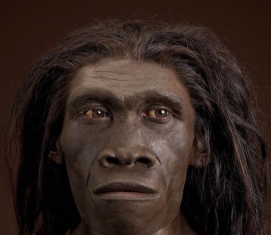 Why Homo Erectus went extinct: Laziness