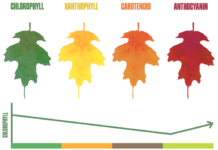 Why do the leaves change color in the fall?