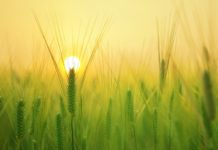 How to feed 10 billion people by 2050