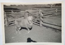 World’s oldest semen still viable, say researchers