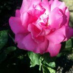 Rose-Perfume Delight