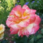 Rose-Rainbow Niagra