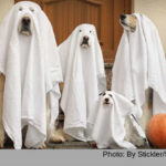 Halloween-dogs