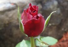 Addicted to Love? The Four Types of Love Addicts and a Few Symptoms