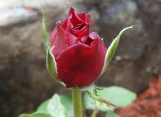 Addicted to Love? The Four Types of Love Addicts and a Few Symptoms