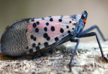Massachusetts Agricultural Officials Urge Residents to Report Signs of Invasive Spotted Lanternfly
