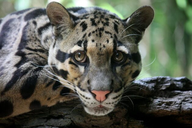 Tripura, Meghalaya, Mizoram to protect endangered Clouded Leopard ...