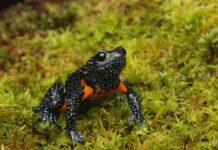 Author-naturalists release photographic field guide to wildlife of South India