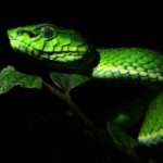 Snake-Green