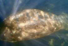 Manatee with ‘Trump’ etched into its back spotted in US