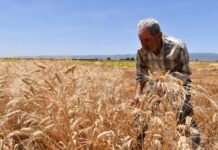 New wheat varieties high in nutrition, low on sugar
