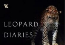 ‘Leopard Diaries’ explores remarkable tale of ‘lonely, mysterious creature’