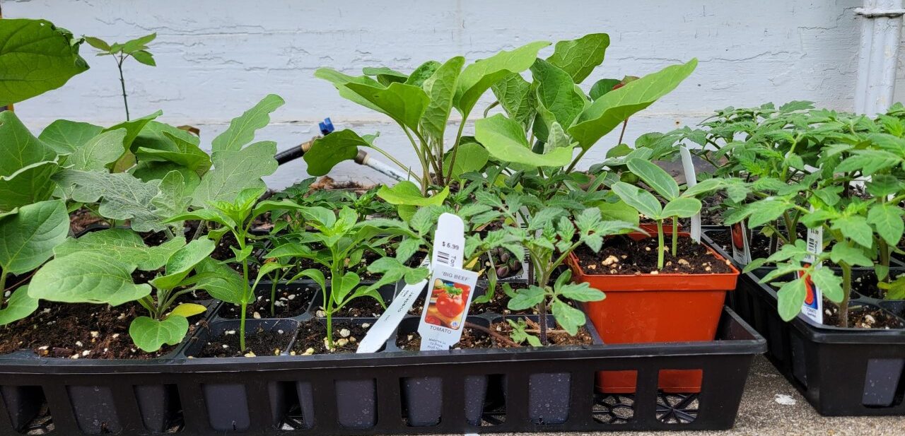 Gardening Growing Indian Vegetables In New England Mypicturemania