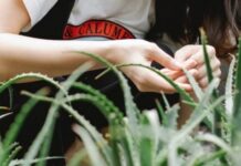 Neem and Aloe Vera, your skin care essentials