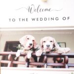 Dog Wedding-Welcome