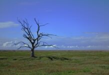 Over 200 health journals call for emergency action on climate change