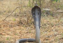 Kerala man kills wife using cobra to bite her