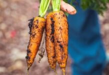 Superfoods for healthy skin during Winters