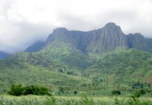 African scientists say green future at stake amid deforestation