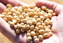 Warnings of global food shortage as missiles hit Odesa