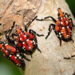 Spotted Lanternfly-red