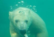 Hundreds of species of wildlife worldwide contaminated with ‘forever chemicals’: Study