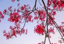 Destinations for pre-wedding shoot in India