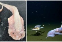 Guinness certifies world’s deepest fish found by Japan-Australia team