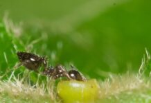 Nature’s chefs: How and why organisms make food for others