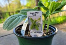 A Quick Guide to Growing Indian Vegetables in New England