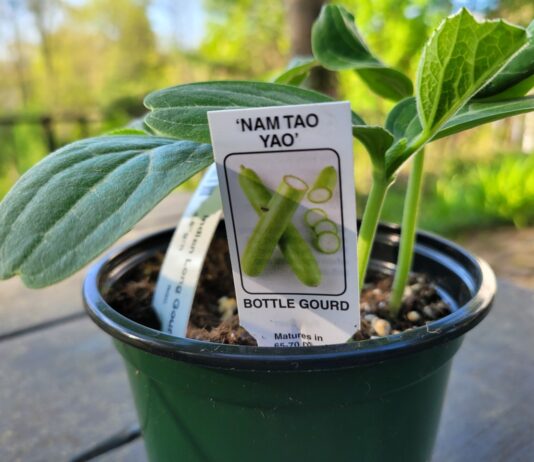 A Quick Guide to Growing Indian Vegetables in New England