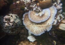 Climate change could cause disease to 76.8% of corals by 2100