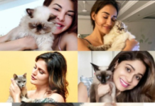Catwomen: Alia isn’t the only Bollywood celeb in love with furry felines