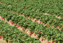 Strawberry production can lead to long-term plastic pollution: Study
