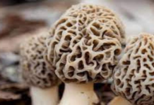 Morels, nature’s finest fungi