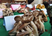 For those who share a passion for mushrooms and the art of foraging