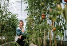 Health impact of organic farming