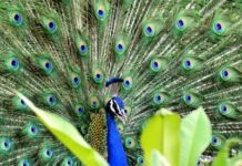 IISER-Bhopal team unravel genetic secrets of peacock