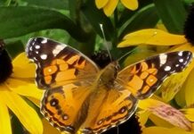 Pearls of Wisdom: How to Attain Freedom and Why?