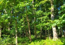 Dealing With Grief, Depression, Anxiety? Take a Walk in the Woods